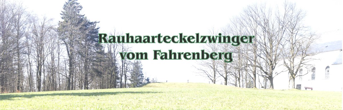 Rauhaardackel vom Fahrenberg