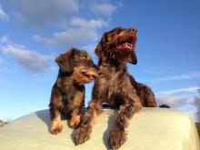 Lissi und Biene